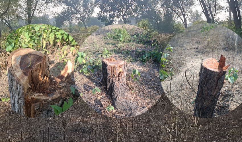 कञ्चनपुरको कृष्णपुरस्थित एक सामुदायिक वनमा एकैदिन १६४ रुख काटिए