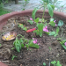 आज हरिशयनी एकादशी: तुलसीको बिरुवा सारिँदै