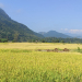 कात्तिक १५ गतेपछि मात्र धान भित्र्याउनुः कृषि विकास कार्यालय
