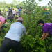 कृष्णपुर नगरपालिकाद्वारा स्वास्थ्य विज्ञान विश्वविद्यालय परिसरमा वृहत् सरसफाइ अभियान