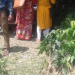 किसानलाई ५० प्रतिशत अनुदानमा फलफूलका बिरुवा