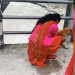 बझाङको पानकोट पुलबाट जिउँदो कुकुर नदीमा फाल्ने महिलाकाे खोजी गर्दै प्रहरी