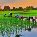 सुदूरपश्चिममा ९३ प्रतिशतभन्दा बढी रोपाइँ