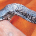 Woman Seriously Injured After Snakebite in Kanchanpur; Condition Critical