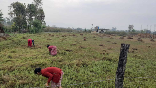 तस्बिर: एकिन्द्र तिमिल्सिना