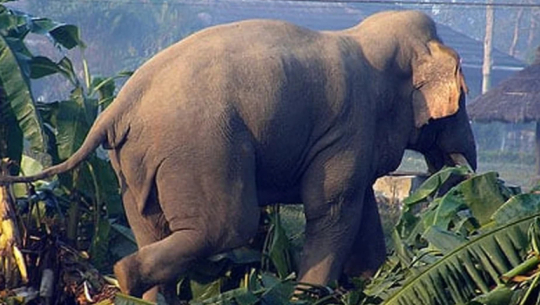 Wild elephants wreak havoc in Marghatiya and Baishakha camps, Triggering fear among residents