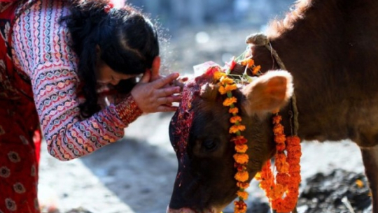 Goru Puja being observed around the nation