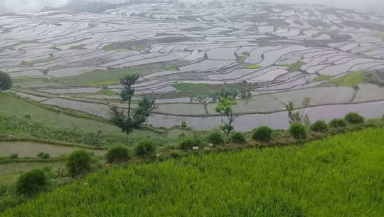 बझाङको थलि जिउलो, जहाँ एकै दिन रोपाई र एकैदिन धान काट्न सुरु गरिन्छ