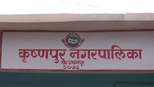 कञ्चनपुरको कृष्णपुर नगरपालिकाले दुई तिहाई वजेट सामाजिक सुरक्षा र तलवभत्तामै सिध्यायो (भिडियो रिर्पोट)