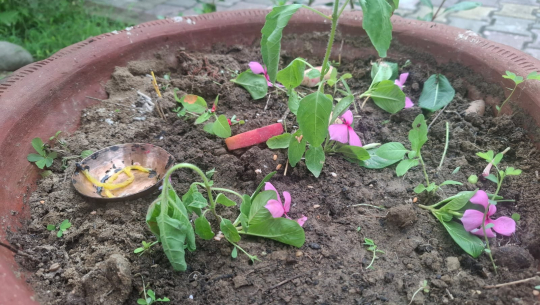 आज हरिशयनी एकादशी: तुलसीको बिरुवा सारिँदै