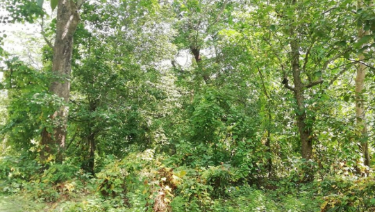 सुदूरपश्चिमको राजधानी गोदावरीमा राख्ने निर्णय विरुद्ध परेको रिटमा के हुँदैछ ?