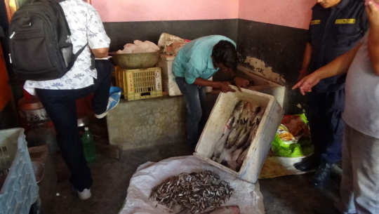 कुहिएका माछा बिक्रिका लागि राखेको पाइएपछि बरामद (भिडियो सहित)