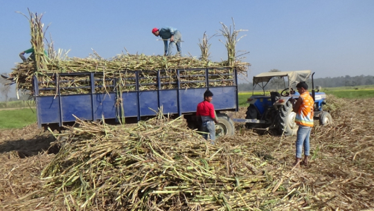 कञ्चनपुरका चिनी मिलमा तालाबन्दी गर्ने किसानहरुको तयारी