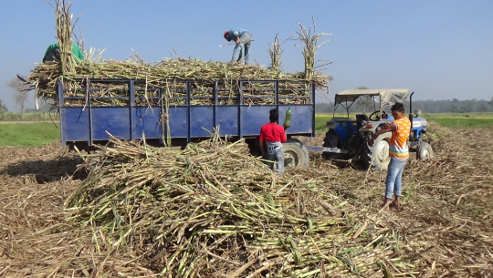 कैलाली, कञ्चनपुरका किसानहरु सस्तोमा उखु विक्री गर्न बाध्य