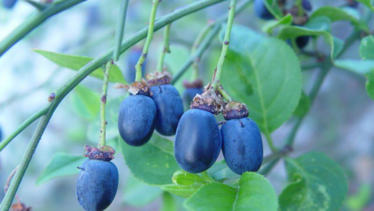 सुदूर पहाडमा पाईने ढटेलोको तेल उत्पादन गर्न सके मनग्य आम्दानी हुने