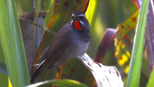 Rare chinese Rubythroat spotted for the first time in Kanchanpur