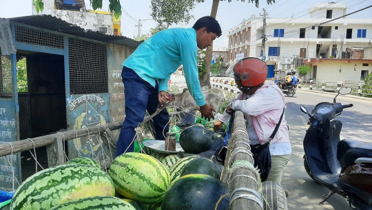 खरबुजा बिक्रीबाट दैनिक १२ हजारसम्म आम्दानी गर्दै कैलालीका किसान