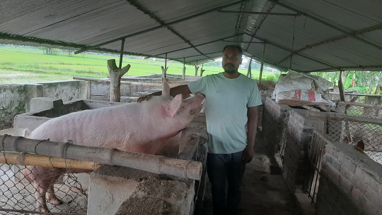 धनगढीका परशुनारायणको बङ्गुरका पाठापाठी बेचेर वार्षिक १२ लाख आम्दानी