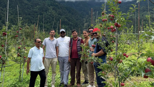 बाजुराको अर्ग्यानिक स्याउ बजारमा आउँदै, बगैँचामा पर्यटक र ग्राहकको चहलपहल बढ्यो