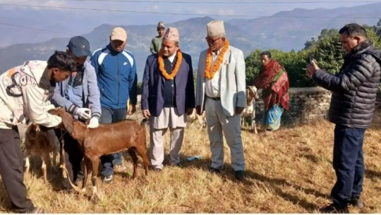 अछाममा पशुपंक्षी खोप अभियान सुरु