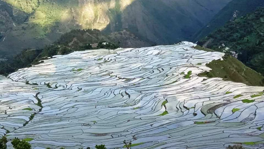 सुदूरपश्चिममा झण्डै ५० प्रतिशत रोपाई सम्पन्न