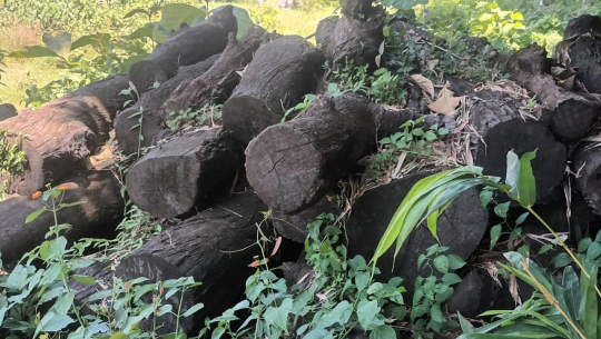 कञ्चनपुरमा वर्षौंदेखि घाटगद्दीमै थन्कियो २२ हजार क्युफिट काठ, राजस्वसमेत प्रभावित