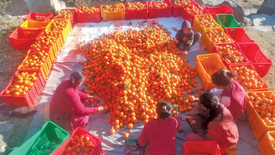 तस्बिर: शेरबहादुर सार्की