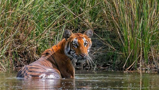 फोटो : चुङ्बा सेर्पा