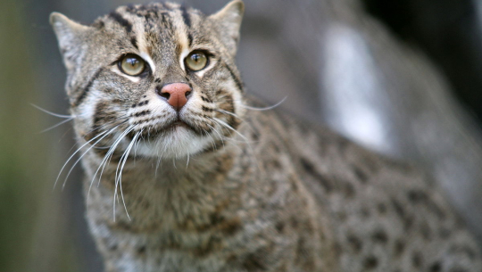 कोरियामा सयभन्दा बढी घरमा भएको आगलागीको कारण बिरालो