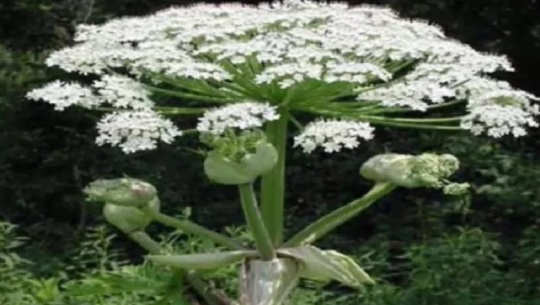 संसारकै विषालु वनस्पति, छोए ज्यान जान सक्छ