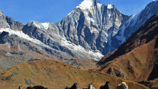 अपि नाम्पा संरक्षण क्षेत्र अढाई वर्षदेखि परिषदविहीन
