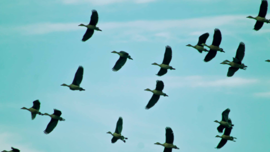 कैलाली र कञ्चनपुरका तालतलैयामा पाहुना चराको चहलपहल