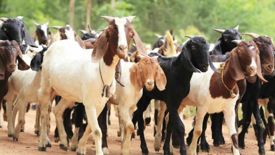 डोटीका विपन्न परिवारलाई उन्नत जातका बाख्रा वितरण