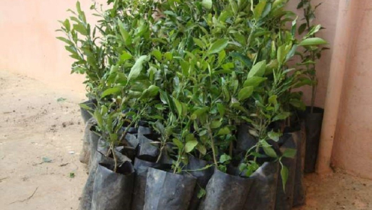 ३३ हजार कागतीका बिरुवा वितरण