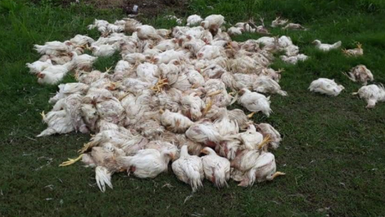 कञ्चनपुरबाट अबैध पेय पदार्थ र बोईलर कुखुरा बरामद 