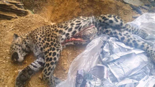 A dead leopard spotted in Baitadi
