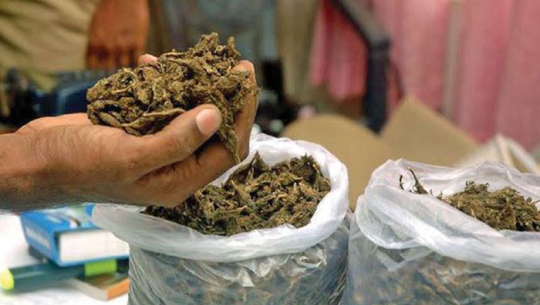 अछाममा १६ ग्राम बढी गाँजासहित एक युवक पक्राउ