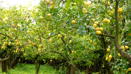 कागती बिक्री नहुँदा किसान समस्यामा