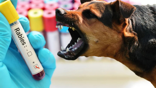 सेती अस्पतालमा छैन रेबिज विरुद्धको खोप, ‘नौसरी’लाई दोस्रो खोपको सकस