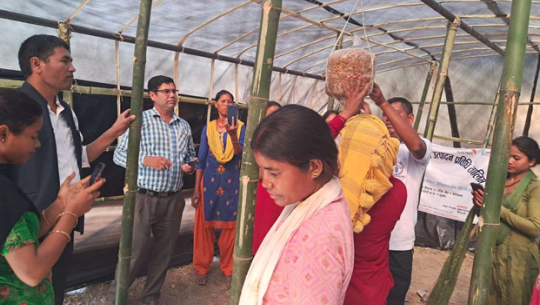 कैलालीका तीन नगरपालिकाभित्रका च्याउ व्यवसायिलाई तीन दिने तालिम