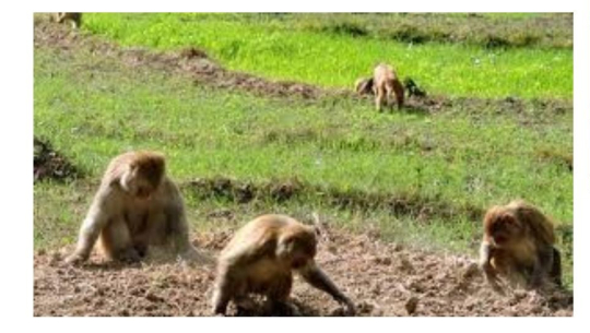 बझाङमा बादरदेखि बाली जोगाउनै मुस्किल 