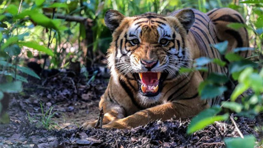  बाघको आक्रमणबाट कञ्चनपुरमा एक वृद्धाको  मृत्यु  