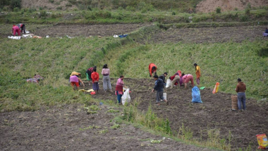 डोटीमा खेतीपाती भित्र्याउन सहयोग गरेर मत माग्दै उम्मेदवार