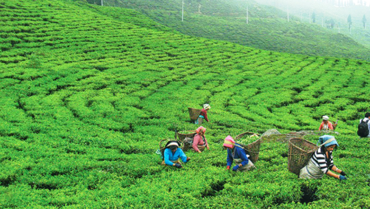 चिया निर्यातमा भारतीय अवरोध हट्यो