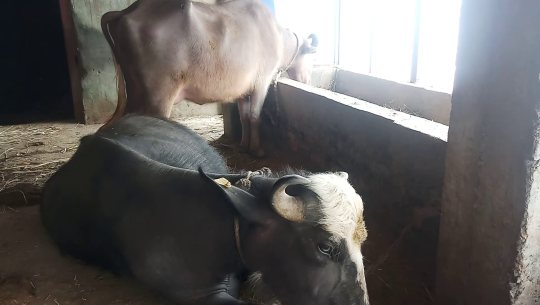 डडेल्धुराको साहुखर्कमा भैँसी फर्म खोलेर वार्षिक ८ लाख कमाउँदैछन् देउवा