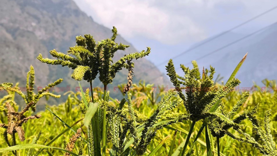 आज राष्ट्रिय कोदो दिवस मनाइँदै
