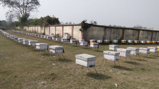 प्राविधिक ज्ञानको कमीले पकेट क्षेत्रमै मह उत्पादन कमी