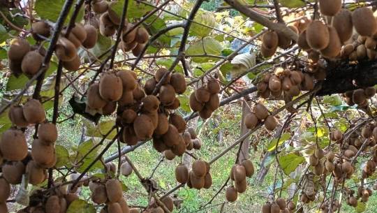 डडेल्धुराका लक्ष्मण शिक्षण पेसा छोडेर किबीबाट कमाउँदैछन् वार्षिक १० लाख