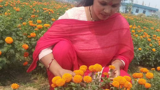 फूलखेतीबाट आत्मनिर्भरसँगै आम्दानी गर्दै धनगढीकी सुशीला