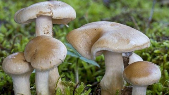जङ्गली च्याउ खादा एक जनाको मृत्यु 